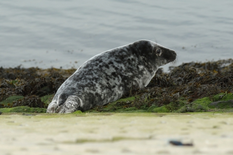 jonge grijze zeehond