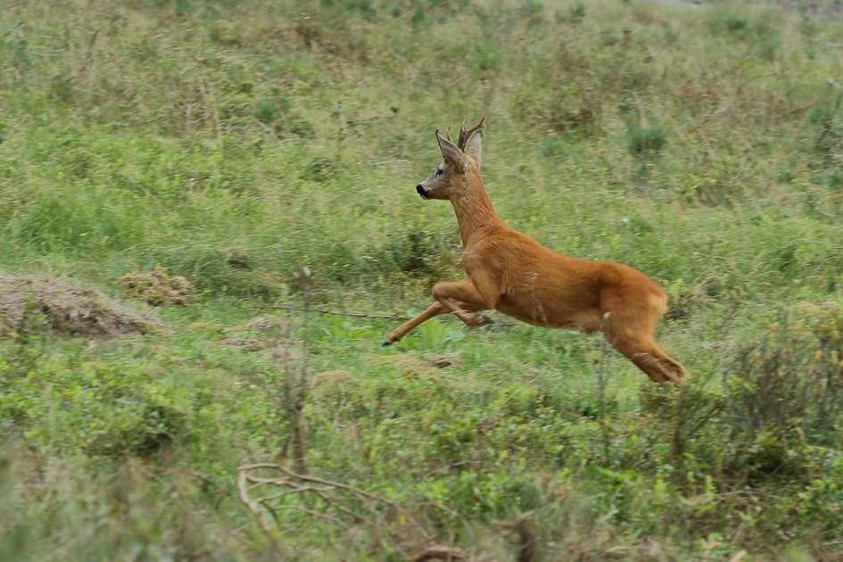 jonge ree -m- - Zoogdieren - 