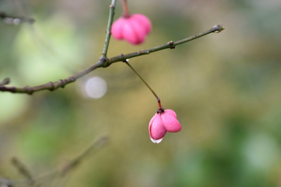 Kardinaalsmuts - Planten - 