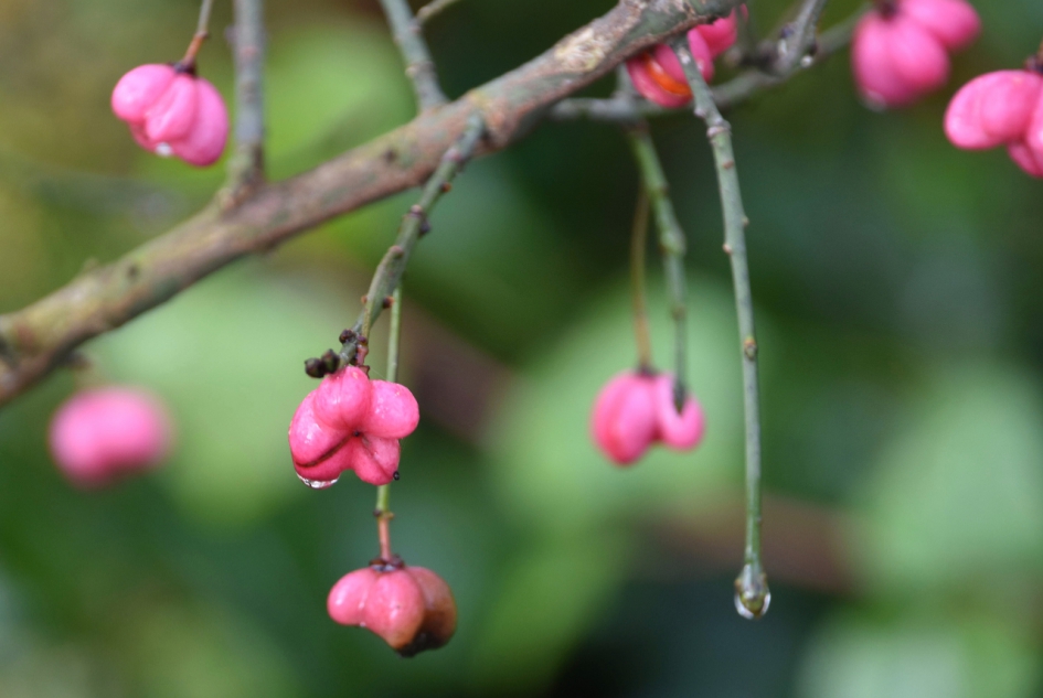 Kardinaalsmuts - Planten - 