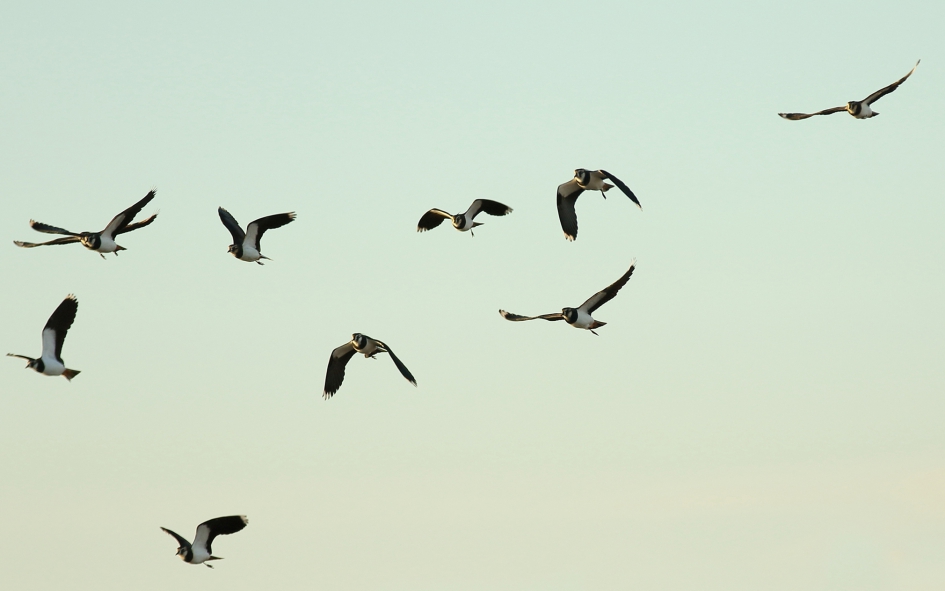 kievieten - Vogels - 