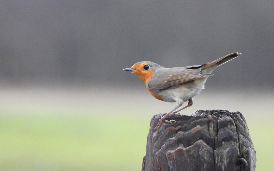Klaar om te vertrekken - Vogels - Roodborstje