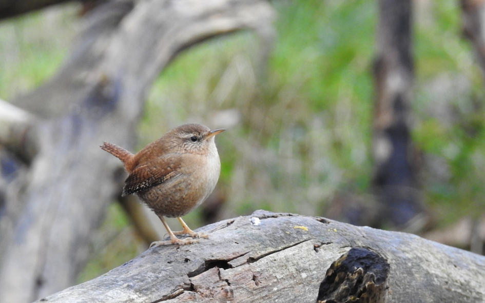 Klein en druk - Vogels - Winterkoninkje