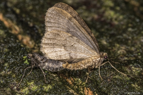 Kleine wintervlinder(s)