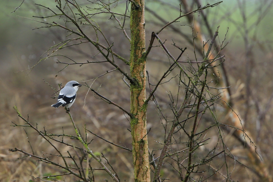 Kletskous - Vogels - Klapekster
