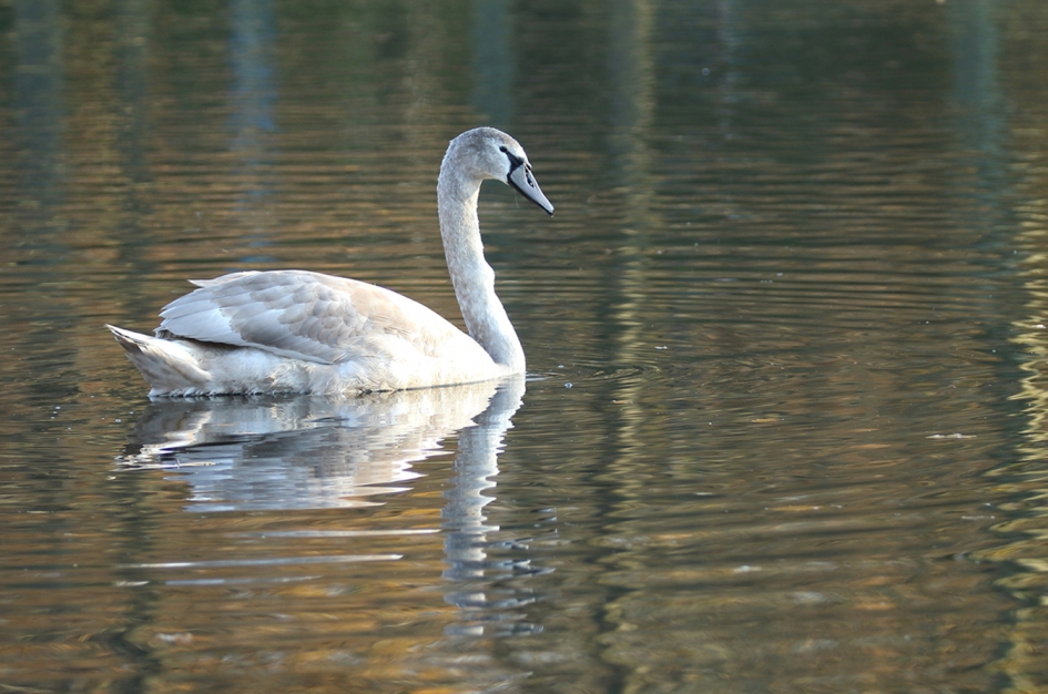 knobbelzwaan - 1ste winter- - Vogels - 