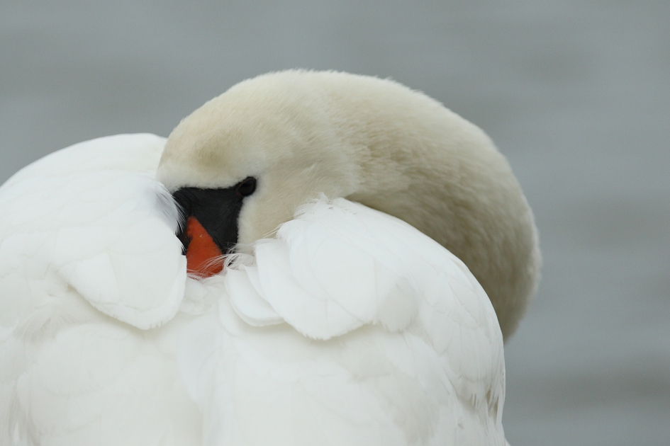 knobbelzwaan -v- - Vogels - 