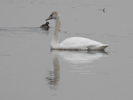Knobbelzwaan met een dodaarsje