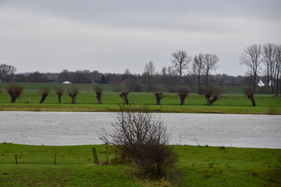 Knotwilgen - Planten - 