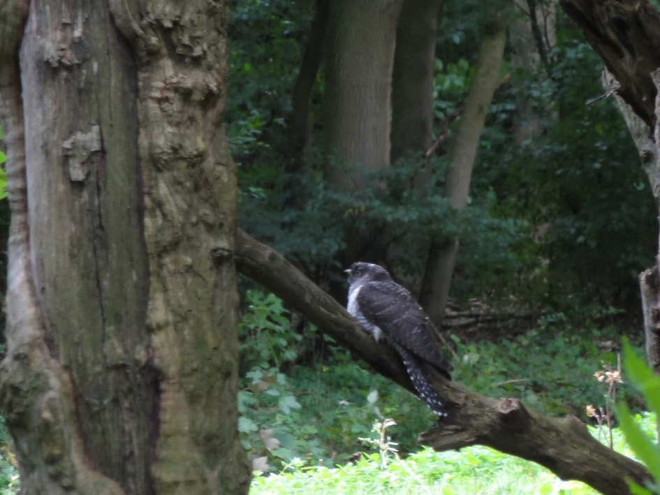 koekoek - Vogels - koekoek