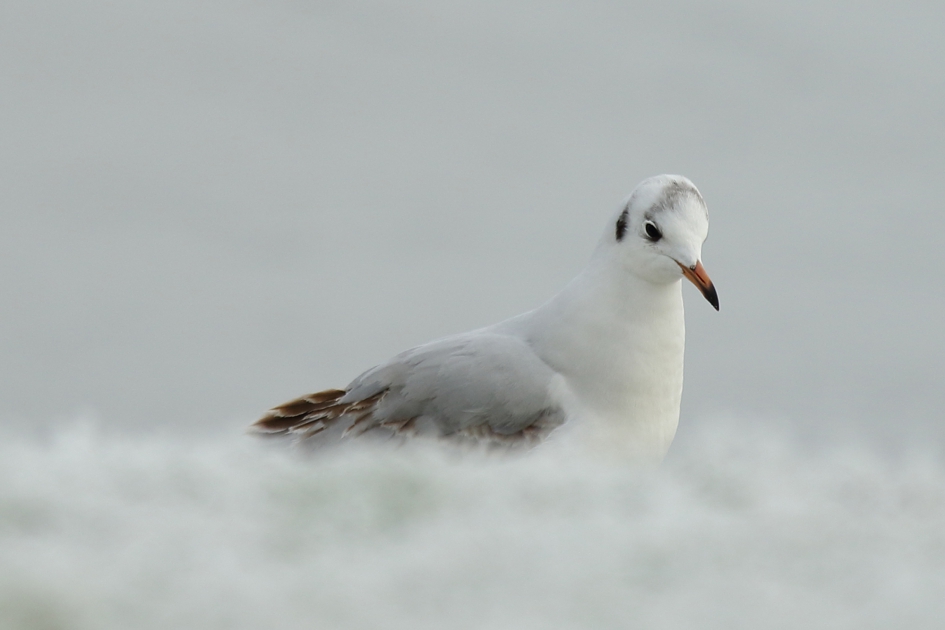 kokmeeuw in sneeuw - Vogels - 