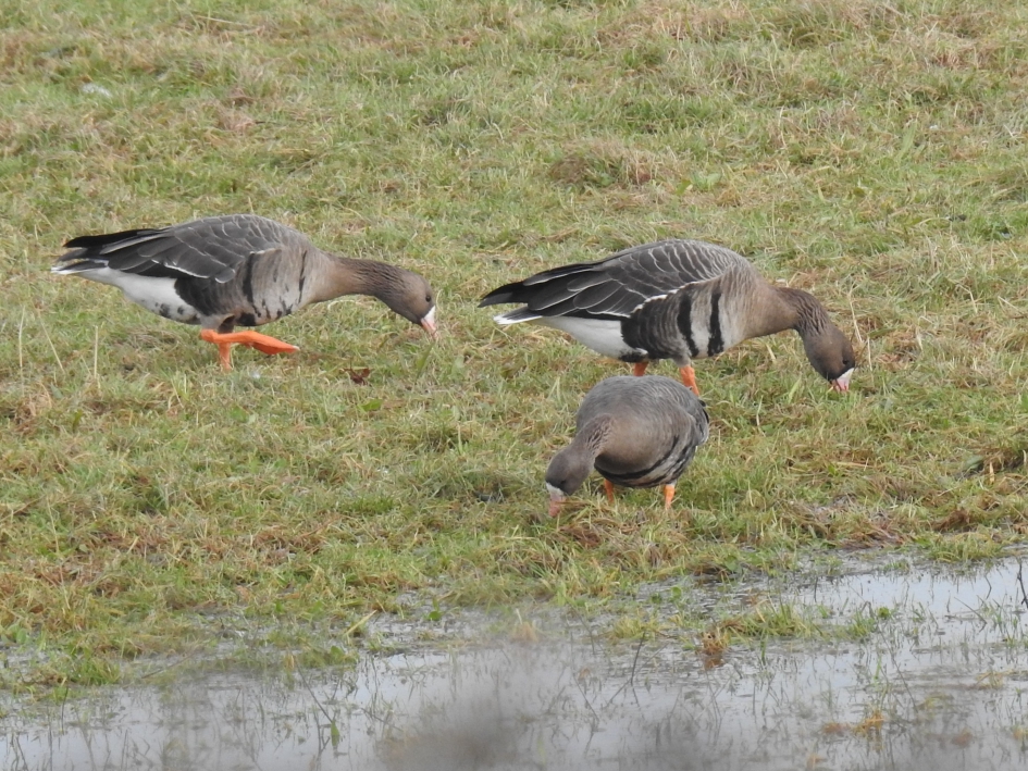 Kolganzen - Vogels - Kolgans