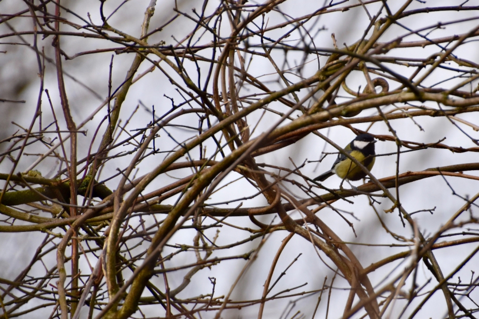 Koolmeesje - Vogels - 