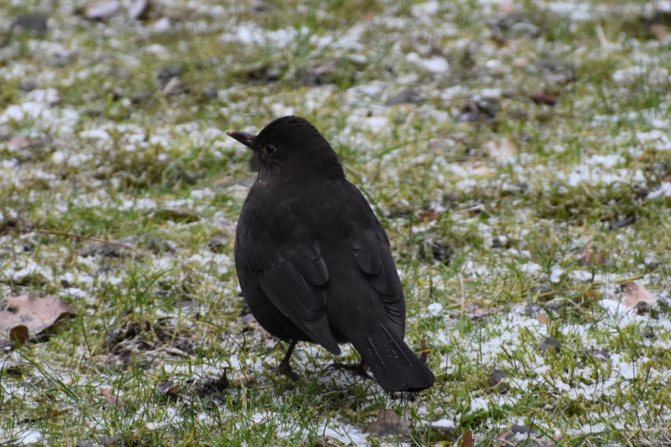 Koud aan de pootjes - Vogels - 