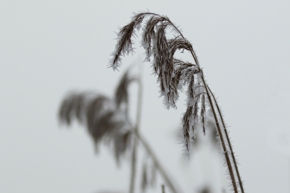 winters plaatje - Planten - 