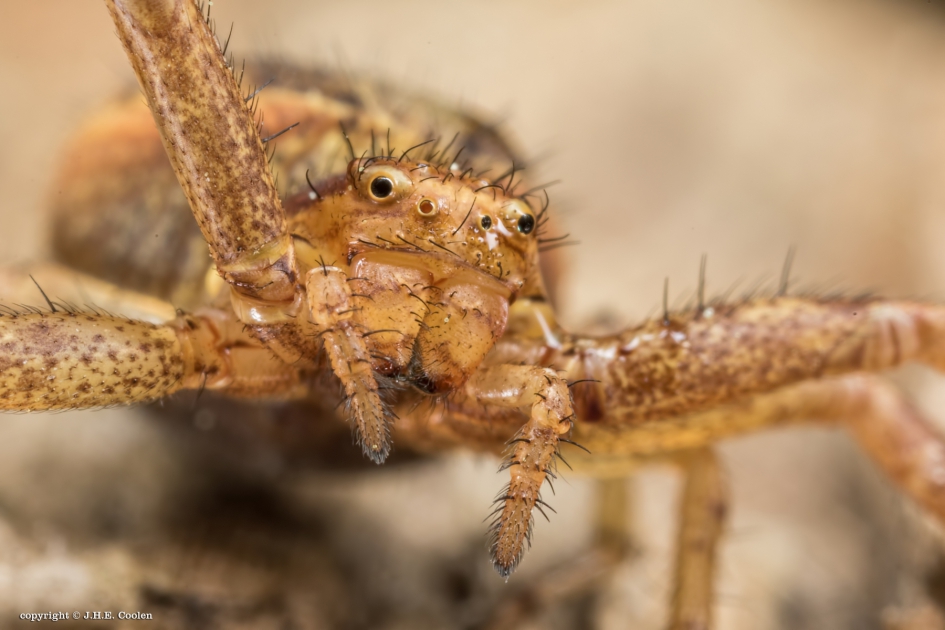 Krabspin - Geleedpotigen - Krabspin