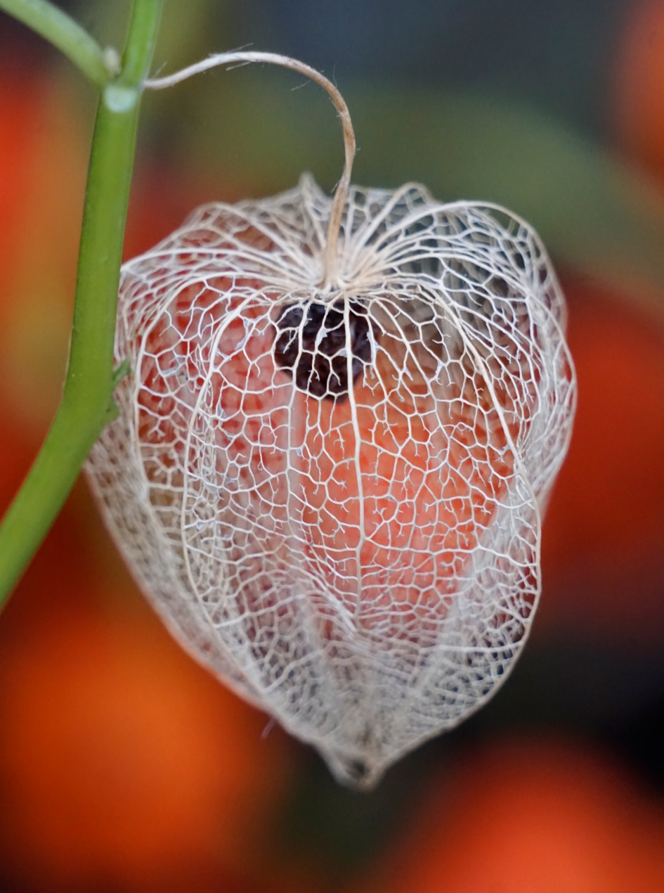 Lampionnetje.. - Planten - 