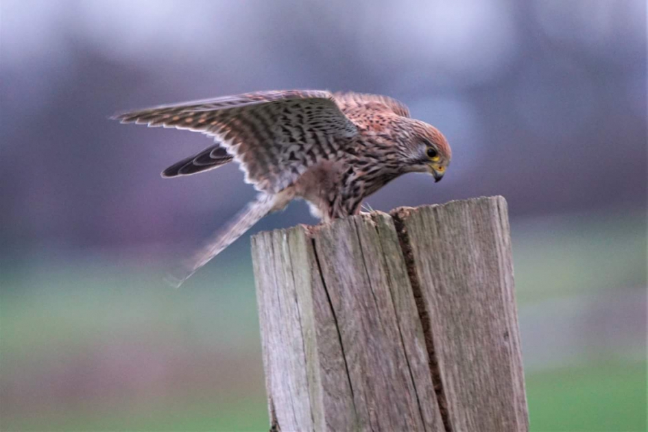 Landing - Vogels - Torenvalk