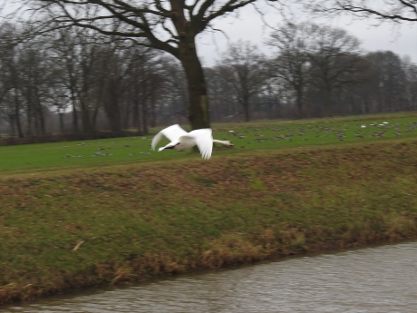 Langsvliegende knobbelzwaan