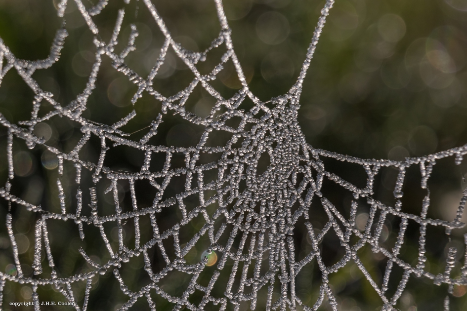 Leeg - Geleedpotigen - 