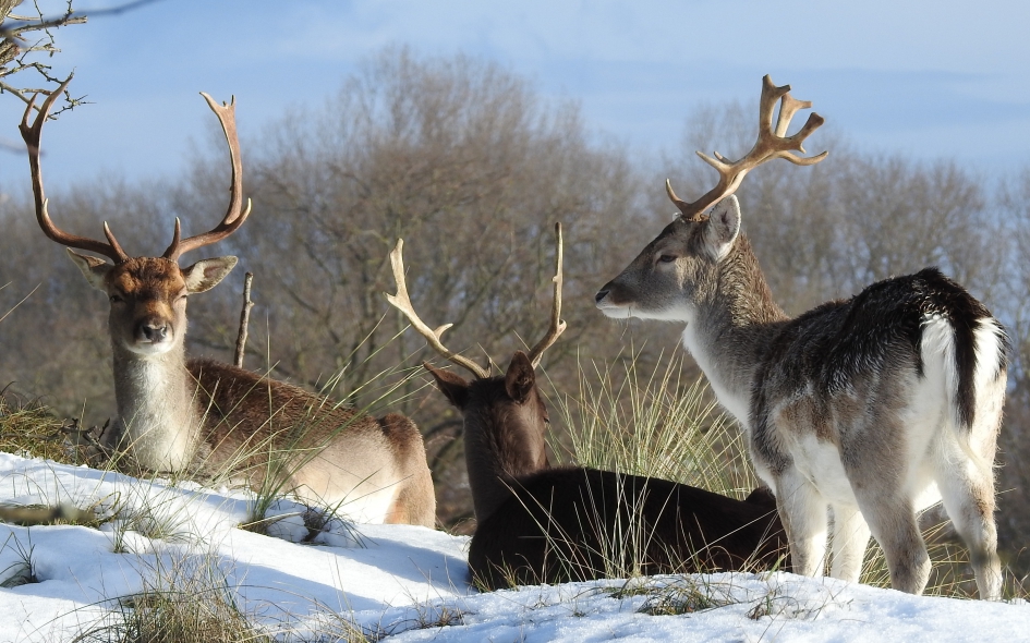 Lekker chillen in de zon - Zoogdieren - Damhert