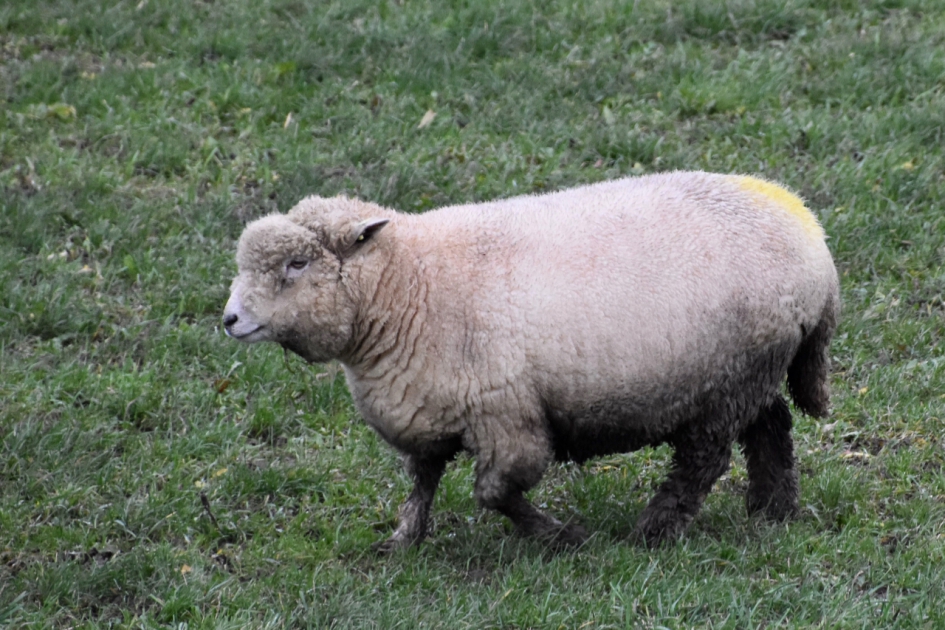 Lekker dik in de wol - Zoogdieren - 