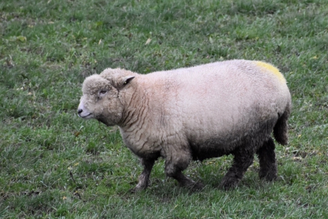 Lekker dik in de wol