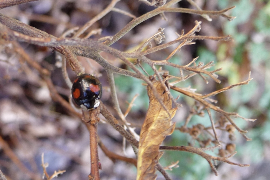 LHB - Geleedpotigen - 