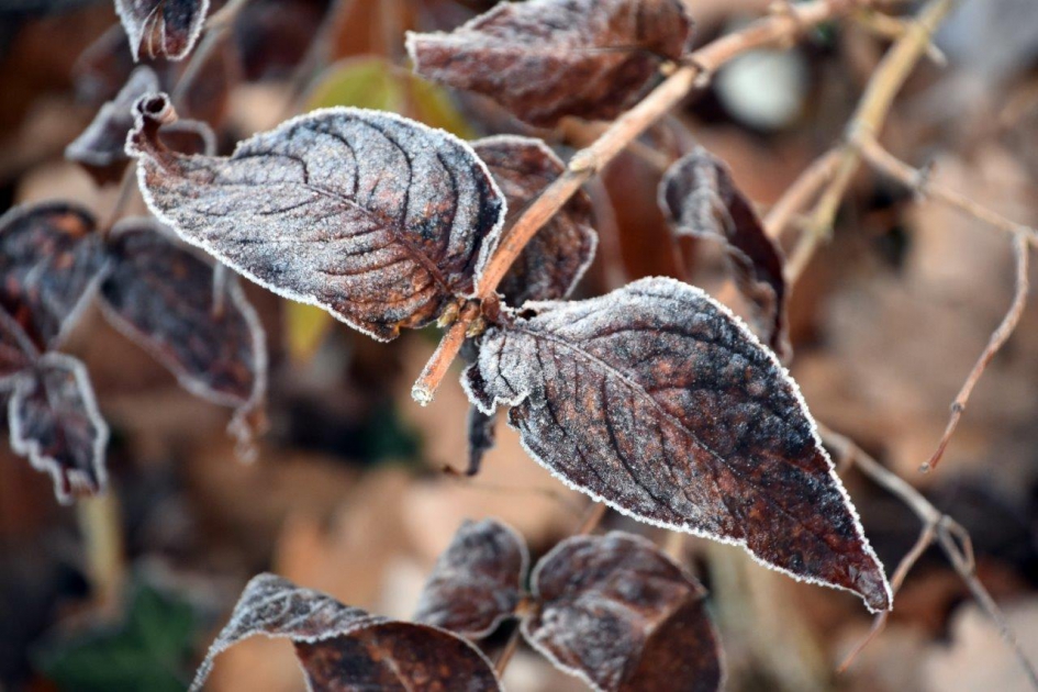 Lichte vorst - Planten - 