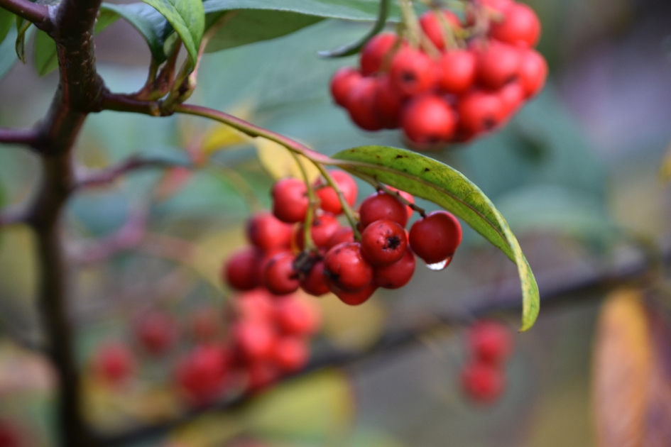 Lijsterbes - Planten - 