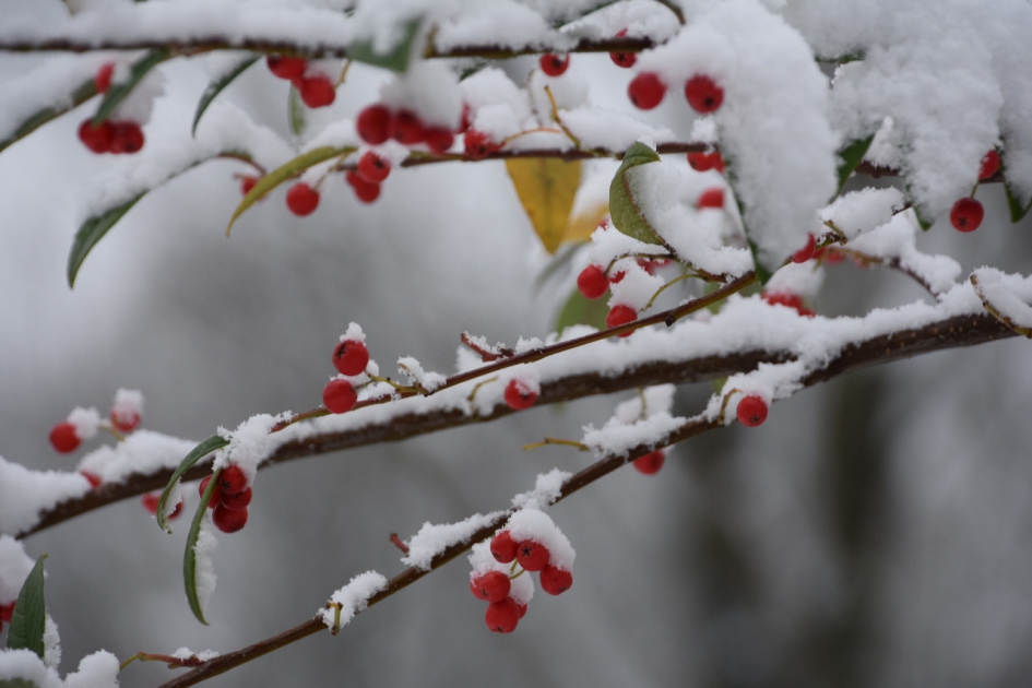 Lijsterbes - Planten - 