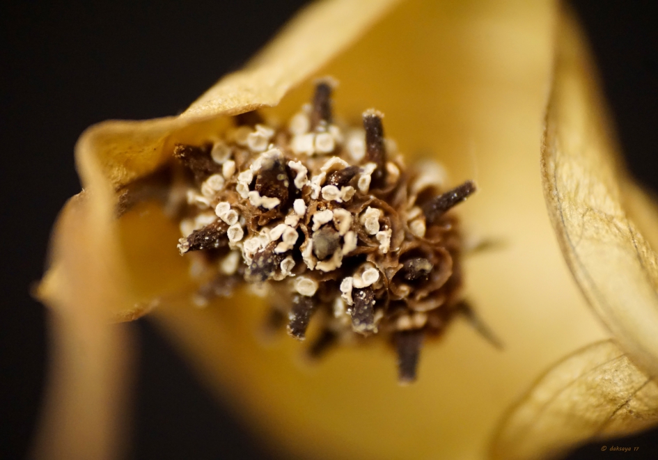 Luchtzuiverend (2) - Planten - Lepelplant