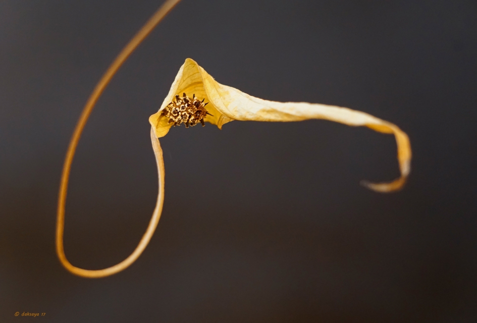Luchtzuiverend - Planten - Lepelplant