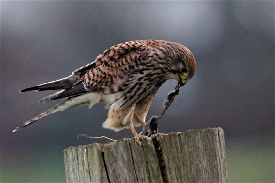 Mals - Vogels - Torenvalk