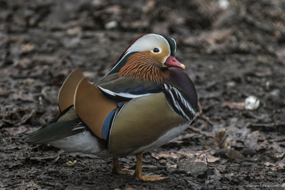Mandarijneend - Vogels - Mandarijneend