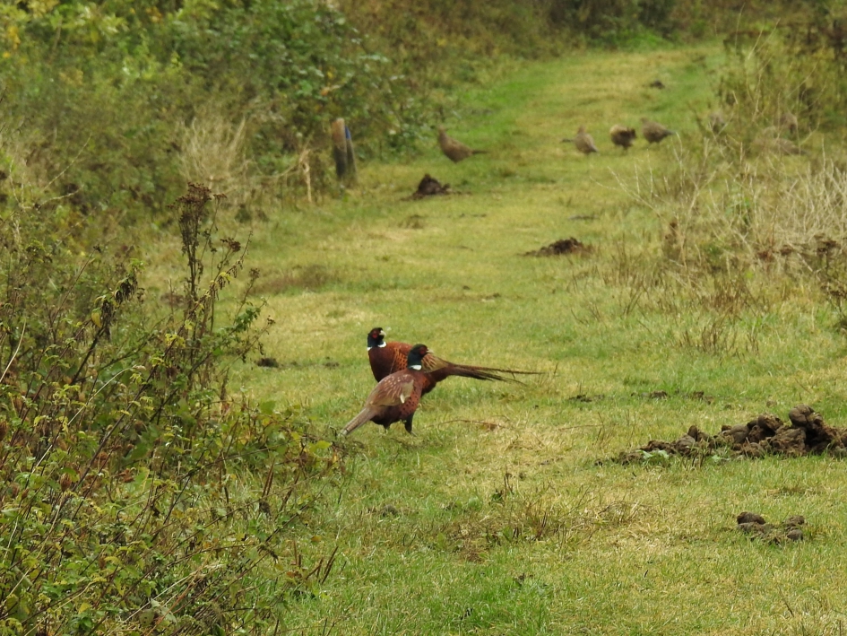 Mannen onder elkaar - Geleedpotigen - Fazant