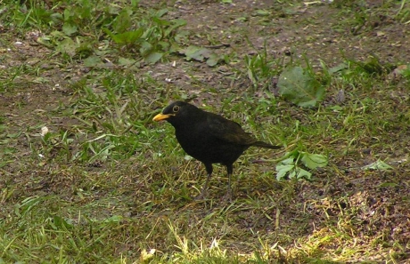 Mannetjesmerel kijkt je nieuwsgierig aan
