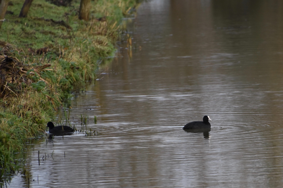Meerkoetjes - Vogels - 