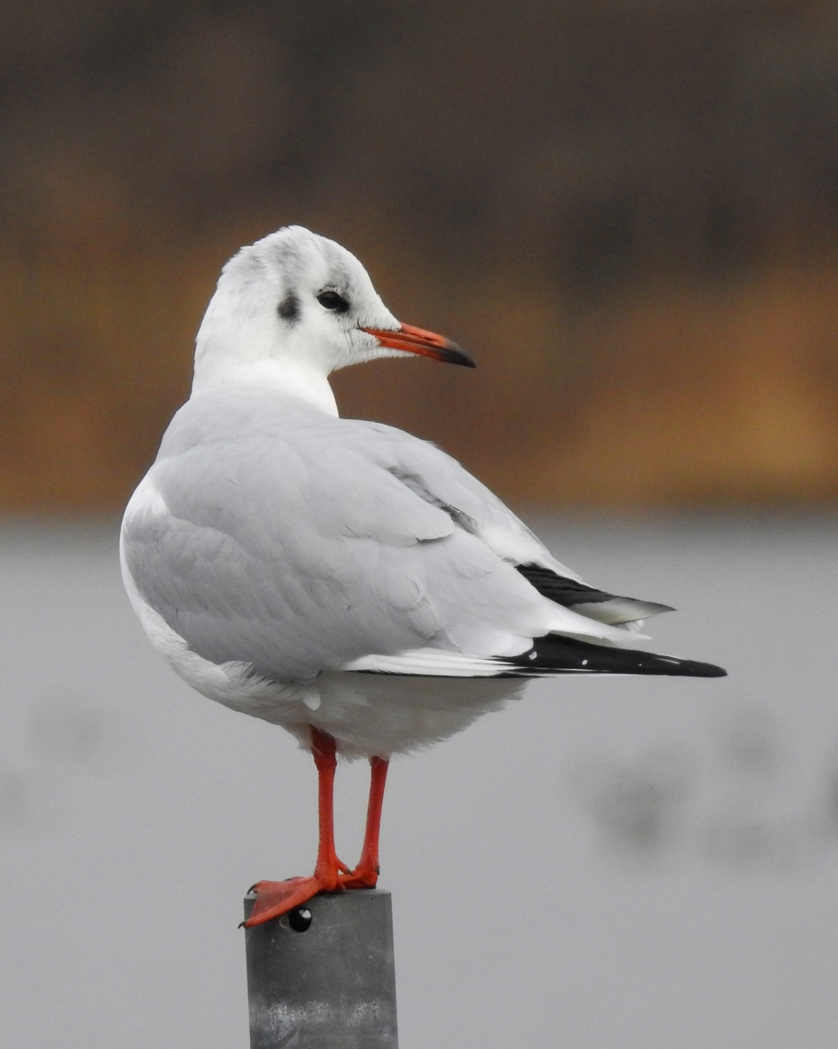 Meeuw met koptelefoon - Vogels - Kokmeeuw