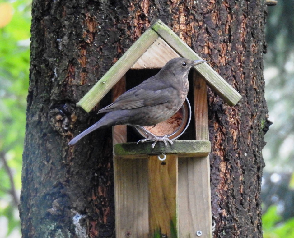 Merelvrouw kijkt rond voor ze pindakaas eet - Vogels - Merel