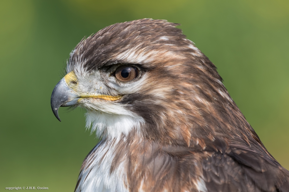 Met een glimlach - Vogels - Buizerd