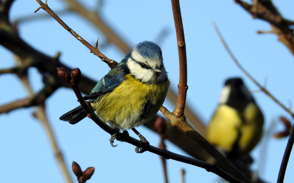 Mezen - Vogels - Pimpelmees