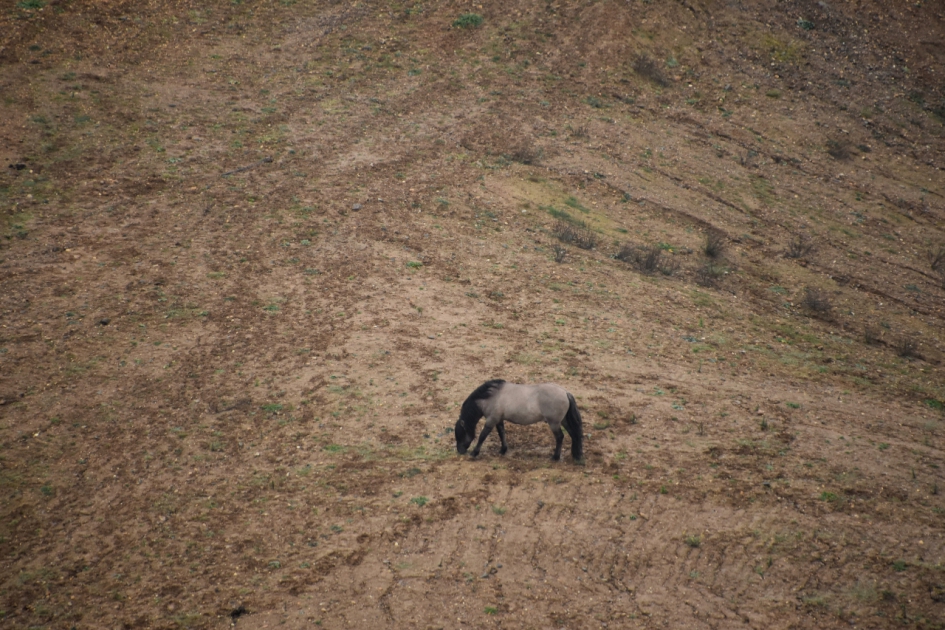 Middenin de zandafgraving - Zoogdieren - 