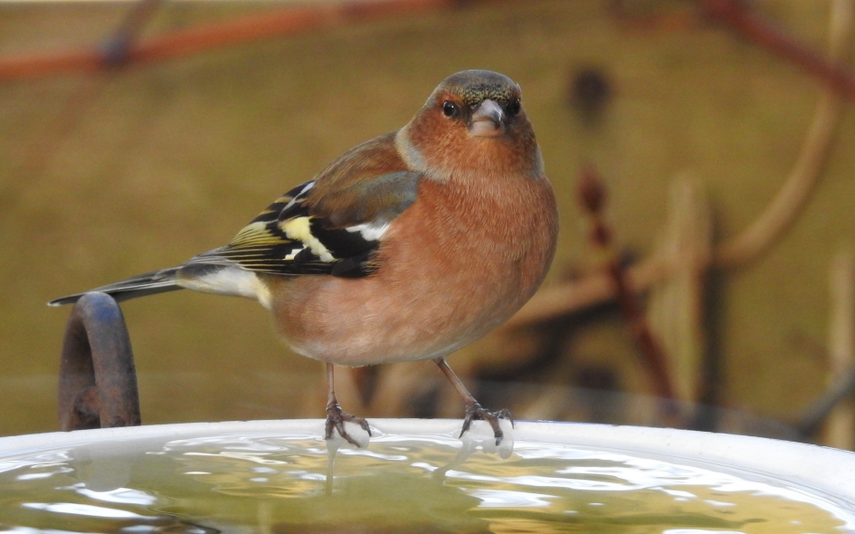 Mister Vink himself - Vogels - Vink