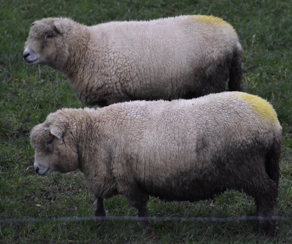 Mooi schapenras! - Zoogdieren - 
