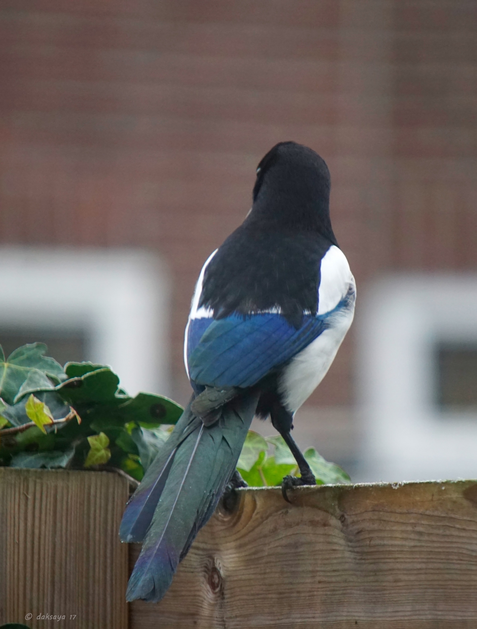 Mooie veren... - Vogels - 