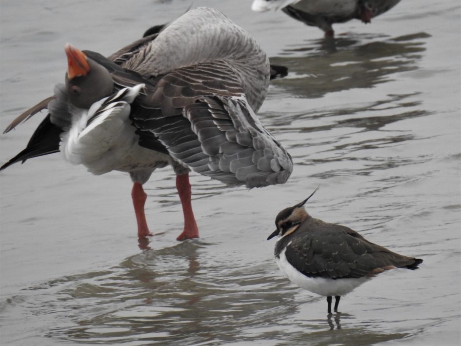 Wat ben ik lenig hè? - Vogels - Grauwe gans