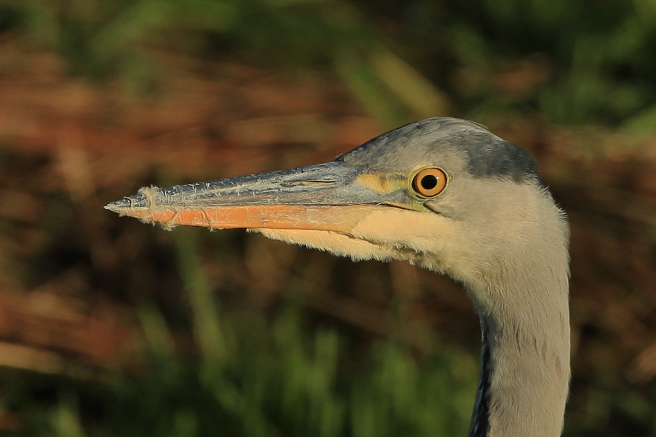 Niet bang of naïef ? - Vogels - Blauwe reiger