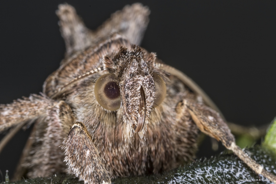 Namens... - Geleedpotigen - Gamma uil