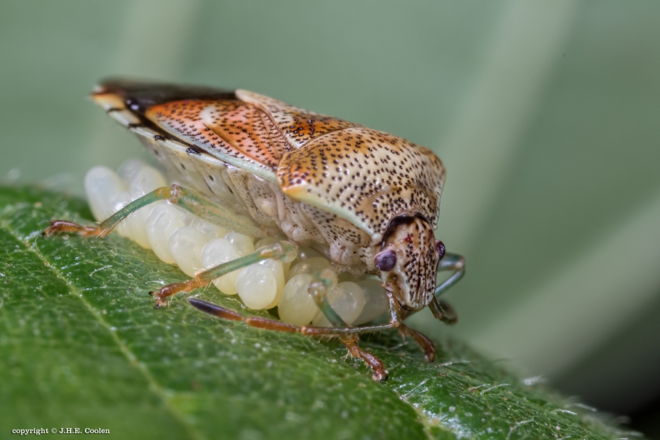 Namens... - Geleedpotigen - Gewone kielwants